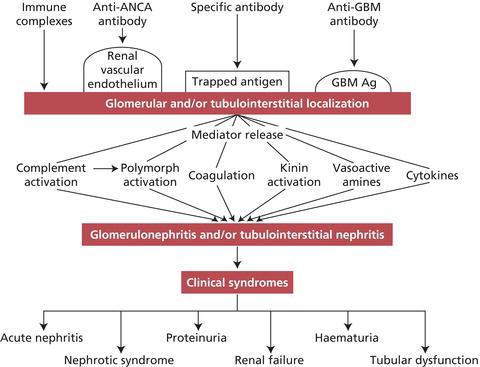 Immunopathological mechanisms involved in the clinical syndromes of nephritis. ANCA, antineutrophil cytoplasmic antibody; GBM, glomerular basement membrane.