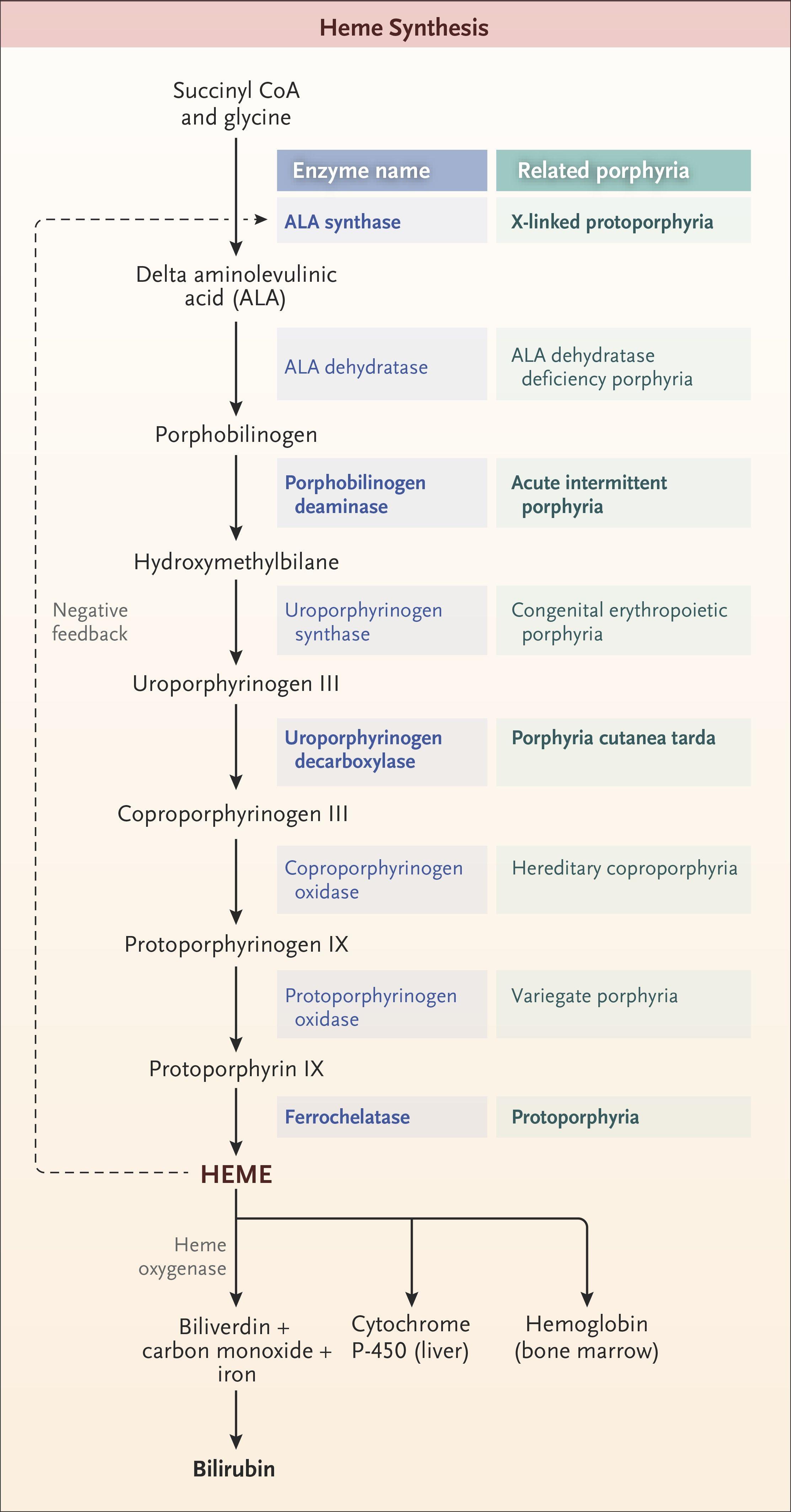 The Pathway of Heme Synthesis, Showing Pathway Intermediates and End-Product Regulation by Heme.