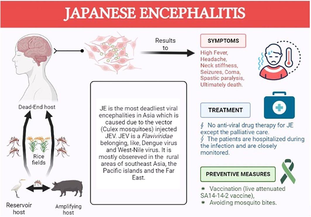Overview of Japanese Encephalitis (JE) infection.