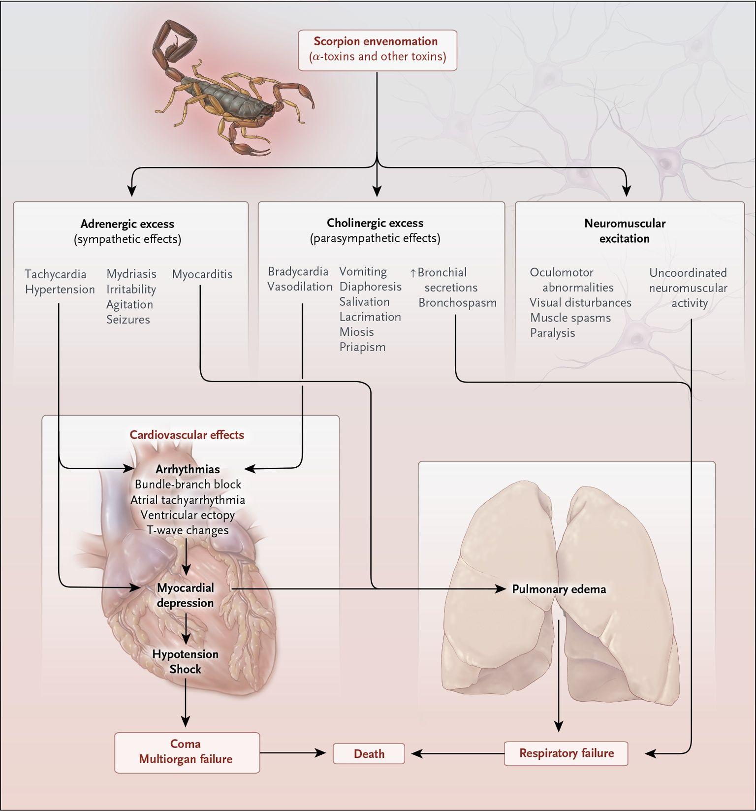 Pathophysiological and Clinical Effects of Systemic Scorpion Envenomation.