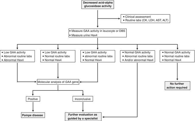 Algorithm for follow‐up of suspected Pompe disease cases identified by NBS. GAA – α‐glucosidase; Hex4 – glucose tetrasaccharide; DBS – dried blood spot. Routine lab tests include assay of CK – total creatine kinase; LDH – lactate dehydrogenase, AST – aspartate aminotransferase; ALT – alanine aminotransferase.