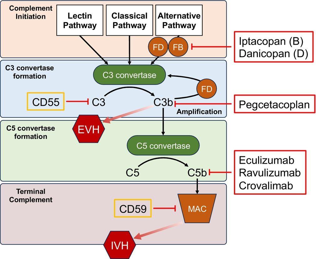 Targeting the complement cascade for the treatment of paroxysmal nocturnal hemoglobinuria (PNH).