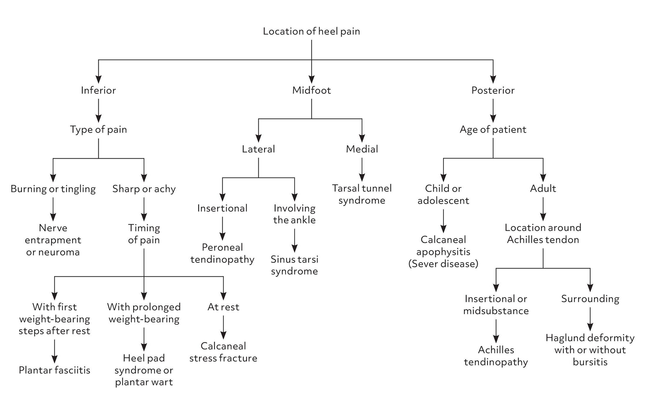 Algorithm for determining the etiology of heel pain. Adapted with permission from Tu P, Bytomski JR. Diagnosis of heel pain. Am Fam Physician. 2011; 84 (8):911.