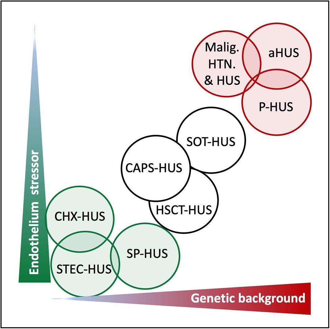 Contribution of genetic susceptibility and environment‐induced endothelium insult in primary and secondary HUS.