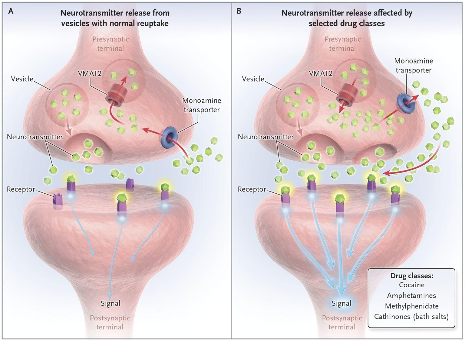 The Effects of Selected Drug Classes on the Neurotransmission of Monoamines.