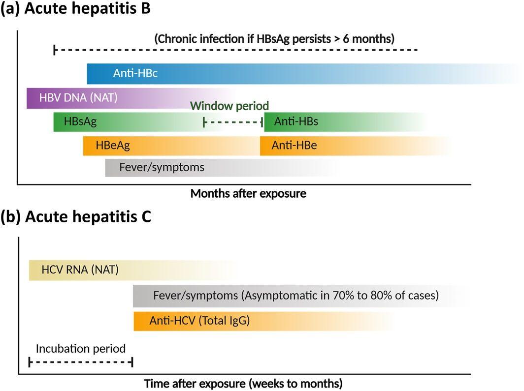 Temporal profile of molecular and serological biomarkers in (a) acute hepatitis B and (b) acute hepatitis C. The schematic illustrates the kinetics of key viral markers, including NAT and antigens/antibodies, relative to the clinical incubation period and symptom onset.