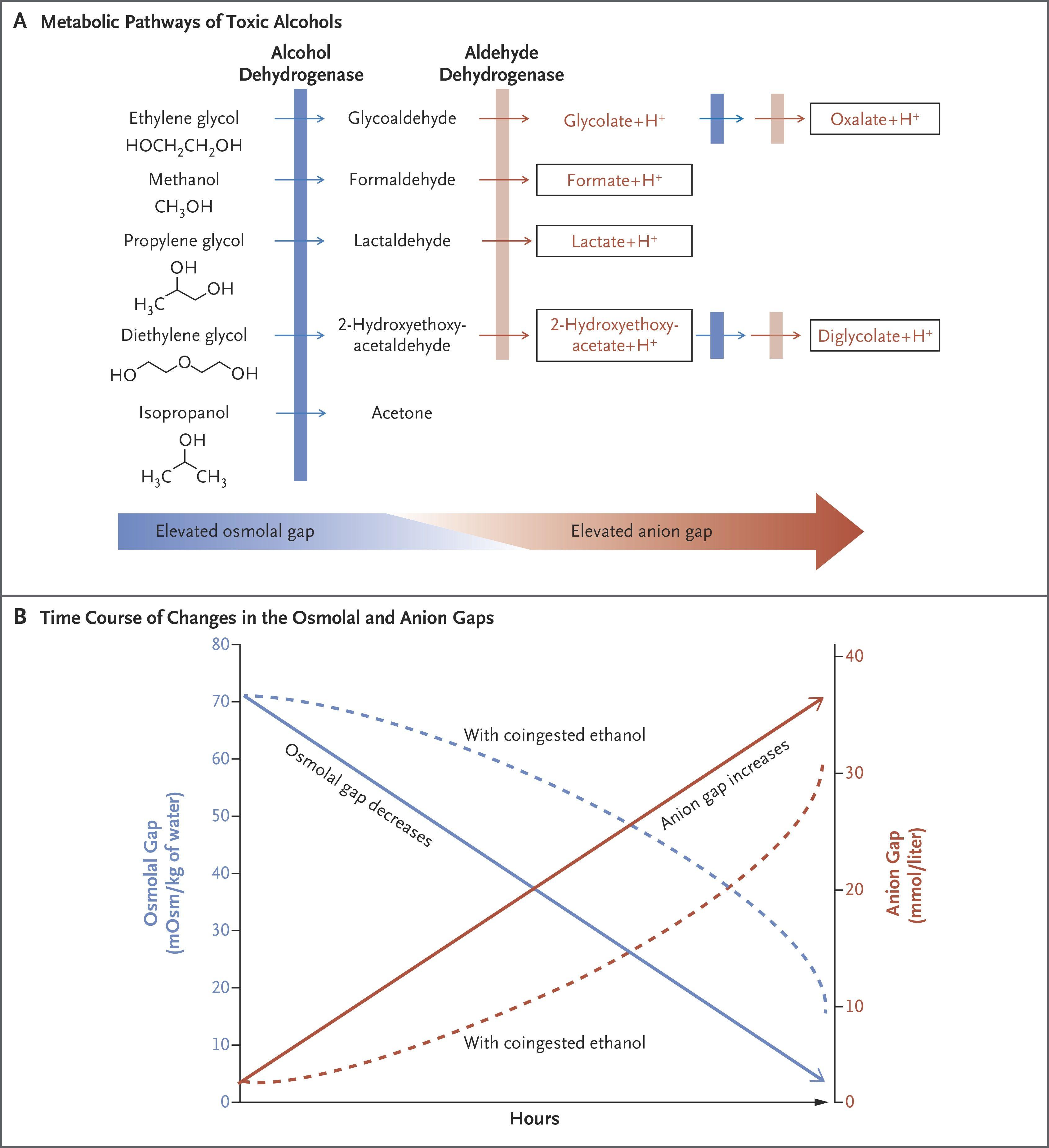 Metabolic Pathways of Toxic Alcohols and Time Course of Changes in the Osmolal and Anion Gaps with and without Coingested Ethanol.