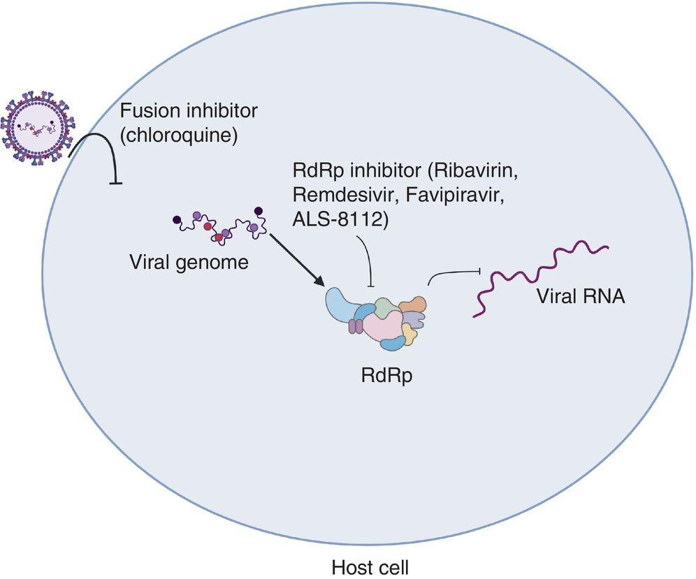 Schematic representation of antiviral drugs act to inhibit different stages of viral entry and replication.