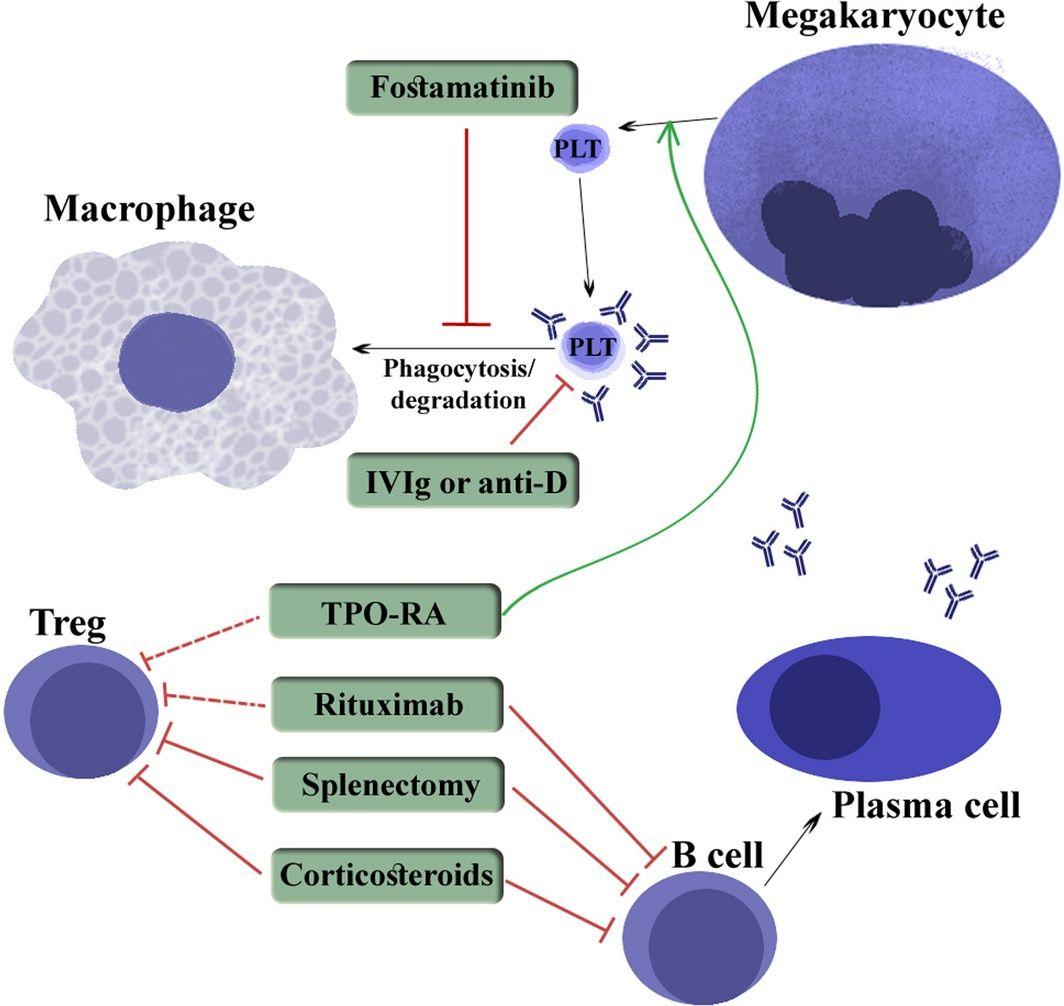 Mechanism of action therapies in ITP.
