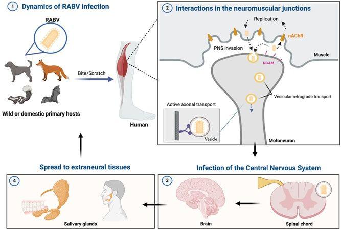Rabies lyssavirus (RABV) dynamics: from the initial infection to neuroinvasion in the host organism.