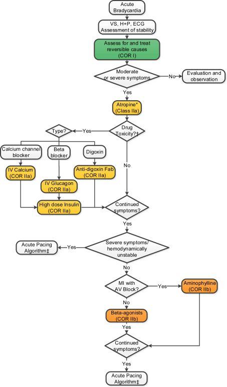 Acute Bradycardia Algorithm