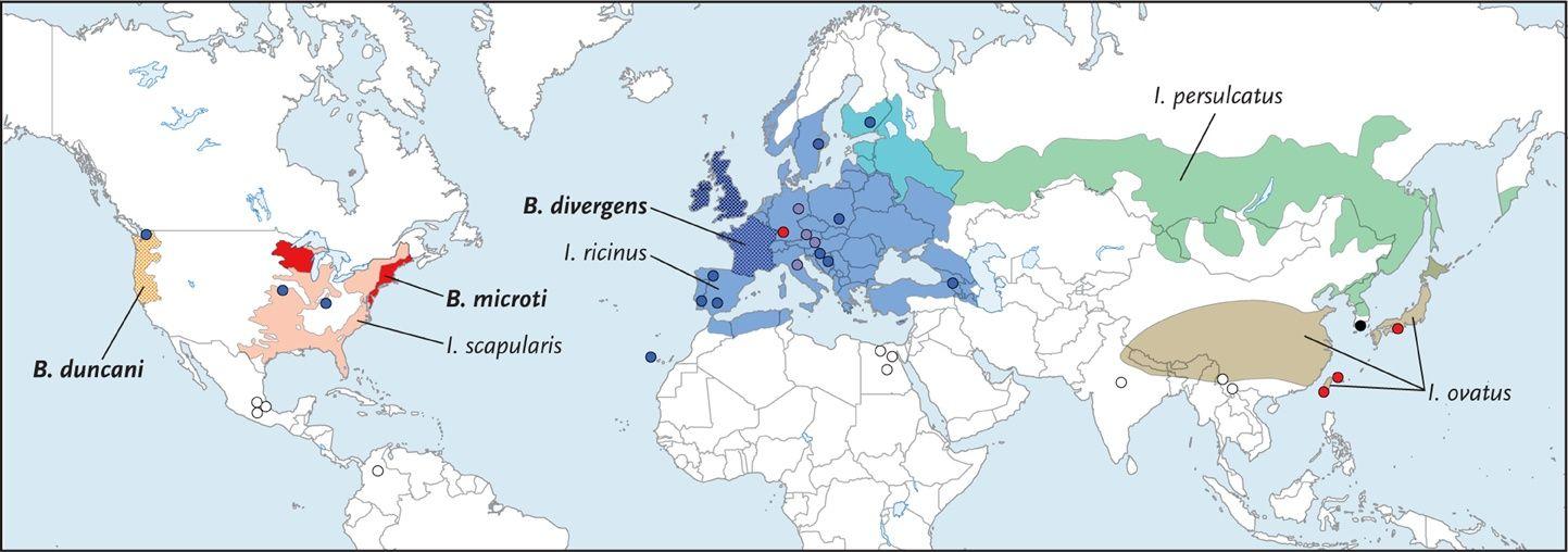 Geographic Areas Where Human Babesiosis and Ixodes Tick Vectors Are Endemic.