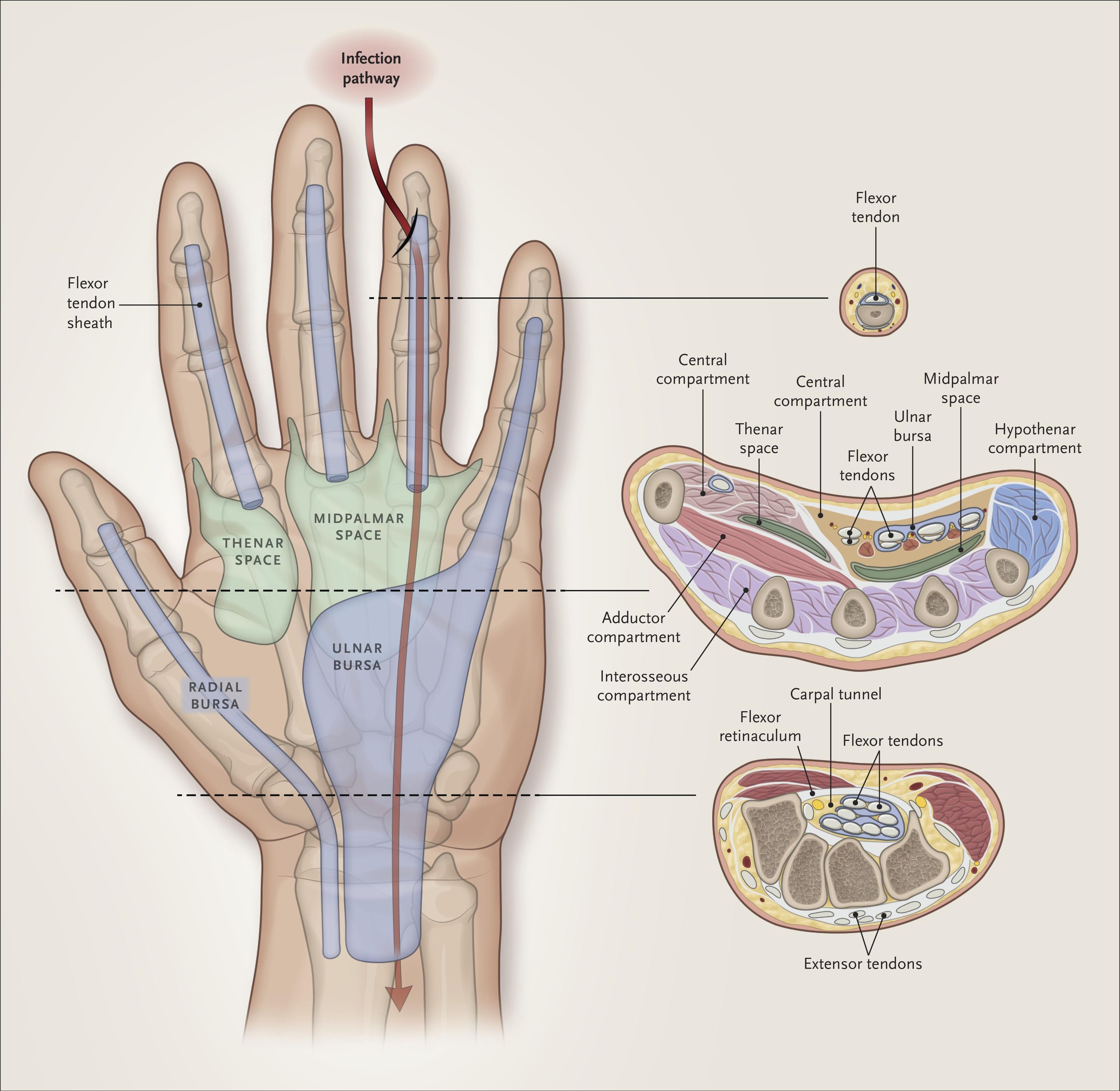 Compartments of the Hand.