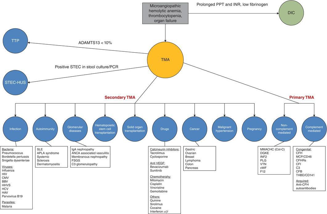 Classification and diagnostic workup of TMA. ADAMTS13, a disintegrin and metalloproteinase with a thrombospondin type 1 motif member 13; ANCA, antineutrophil cytoplasmic antibody; APLA, antiphospholipid antibody; CFB, complement factor B; CFH, complement factor H; CFHR, complement factor H related protein; CFI, complement factor I; CMV, cytomegalovirus; DGKE, diacylglycerol kinase ε; DIC, disseminated intravascular coagulation; EBV, Epstein–Barr virus; F12, factor XII; FSGS, focal segmental glomerulosclerosis; HAV, hepatitis A virus; HCV, hepatitis C virus; HHV6, human herpes virus 6; HIV, human immunodeficiency virus; HUS, hemolytic uremic syndrome; IgA, immunoglobulin A; INF2, inverted formin‐2; INR, international normalized ratio; MCP/CD46, membrane cofactor protein; MMACHC,– methylmalonic aciduria and homocystinuria type C protein; PCR, polymerase chain reaction; PLG, plasminogen; PTT, partial thromboplastin time; SLE, systemic lupus erythematosus; STEC, Shiga toxin producing E. coli ; THBD/CD141, thrombomodulin; TMA, thrombotic microangiopathy; TTP, thrombotic thrombocytopenic purpura; VEGF, vascular endothelial growth factor; VTN, vitronectin.