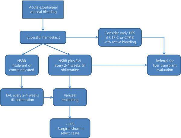 Management algorithm for control of esophageal variceal bleeding. CTP, Child–Turcotte–Pugh; EVL, endoscopic variceal ligation; NSBB, nonselective β‐blocker; TIPS, transjugular intrahepatic portosystemic shunt.