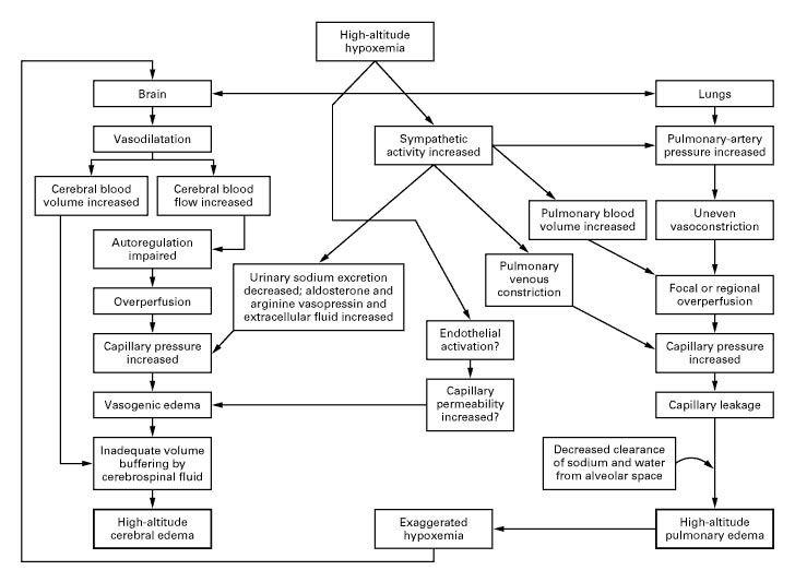 Proposed Pathophysiological Process of High-Altitude Illness.