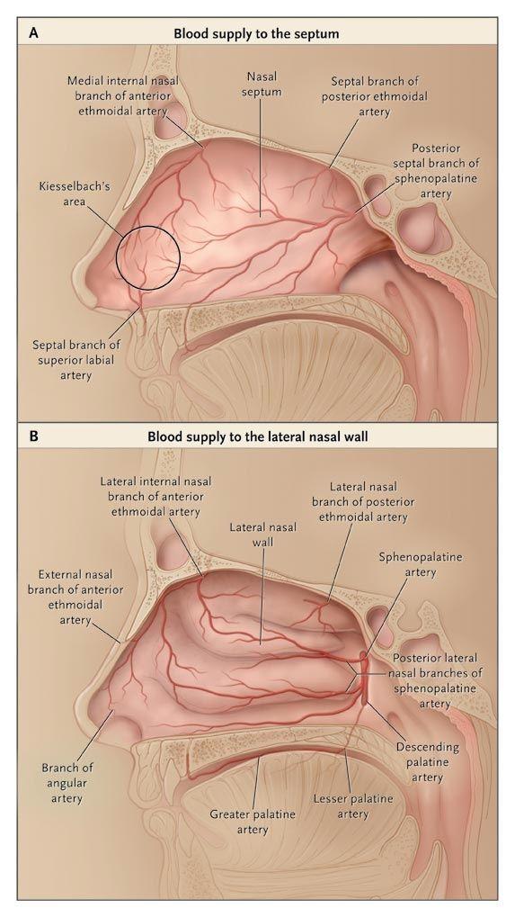 Blood Supply to the Nasal Septum and Lateral Nasal Wall.