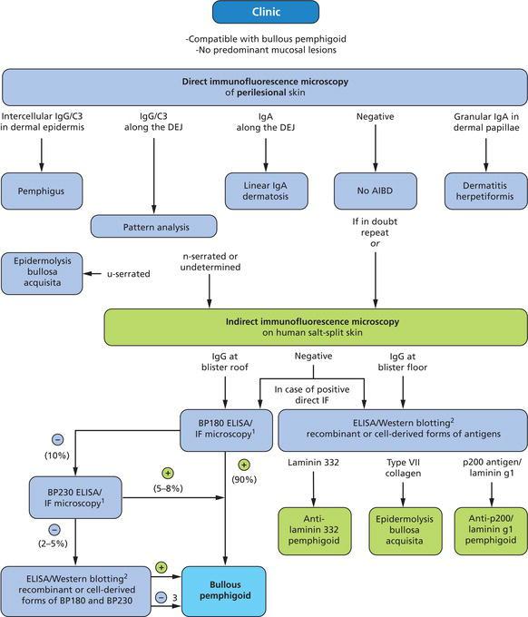 Diagnostic pathway for bullous pemphigoid. The diagnostic gold standard is still direct IF microscopy of a perilesional biopsy. About 90% of patients can be diagnosed based on the clinical picture and serological tests. 1 Commercially available assay; 2 only available in specialised diagnostic centres; 3 with positive direct IF microscopy and epidermal binding of IgG by indirect IF microscopy on salt‐split skin or n‐serrated/undetermined IgG binding by direct IF microscopy and no reactivity against laminin 332, p200 antigen, laminin γ1 and type VII collagen. AIBD, autoimmune bullous dermatoses; DEJ, dermal–epidermal junction; ELISA, enzyme‐linked immunosorbent assay.