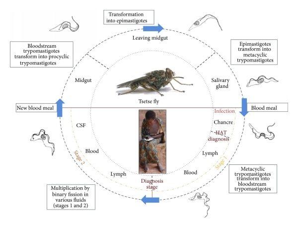 Life cycle of HAT.